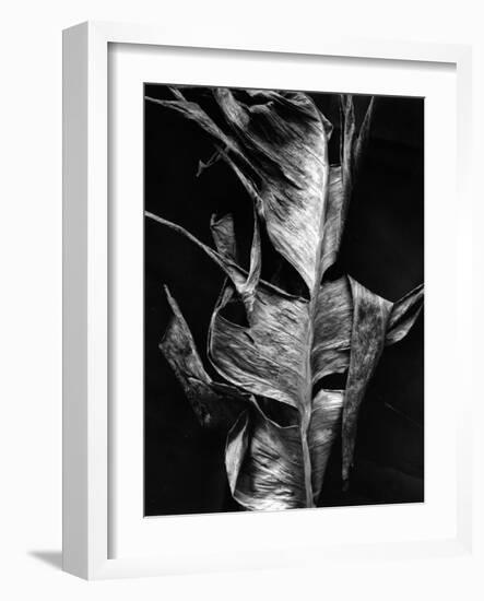 Leaf, Hawaii, c. 1980-Brett Weston-Framed Photographic Print