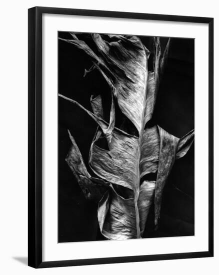 Leaf, Hawaii, c. 1980-Brett Weston-Framed Photographic Print