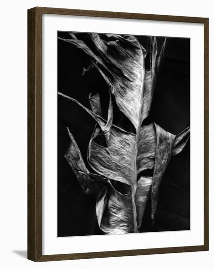 Leaf, Hawaii, c. 1980-Brett Weston-Framed Photographic Print