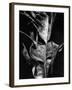 Leaf, Hawaii, c. 1980-Brett Weston-Framed Photographic Print