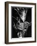 Leaf, Hawaii, c. 1980-Brett Weston-Framed Premium Photographic Print