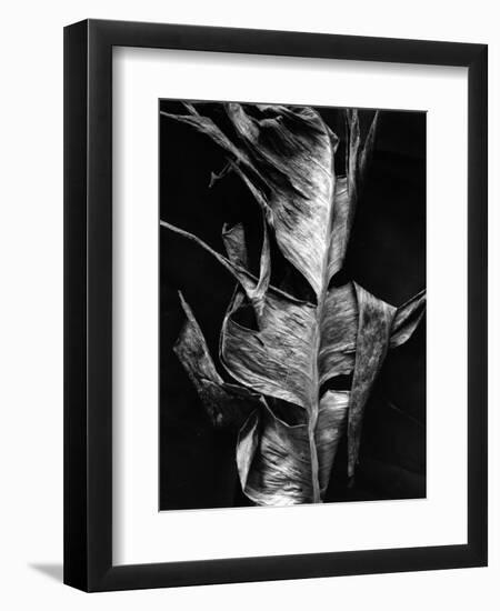 Leaf, Hawaii, c. 1980-Brett Weston-Framed Photographic Print