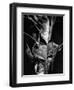 Leaf, Hawaii, c. 1980-Brett Weston-Framed Photographic Print