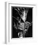 Leaf, Hawaii, c. 1980-Brett Weston-Framed Photographic Print