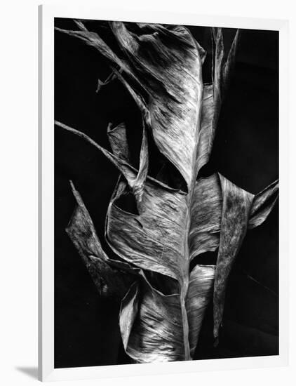 Leaf, Hawaii, c. 1980-Brett Weston-Framed Photographic Print