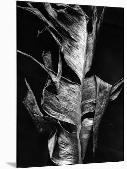 Leaf, Hawaii, c. 1980-Brett Weston-Mounted Photographic Print