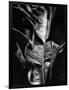 Leaf, Hawaii, c. 1980-Brett Weston-Framed Photographic Print