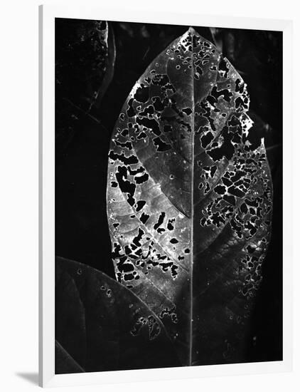 Leaf, Hawaii, c. 1985-Brett Weston-Framed Photographic Print