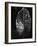 Leaf, Hawaii, c. 1985-Brett Weston-Framed Photographic Print