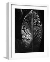 Leaf, Hawaii, c. 1985-Brett Weston-Framed Photographic Print