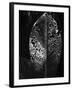 Leaf, Hawaii, c. 1985-Brett Weston-Framed Premium Photographic Print