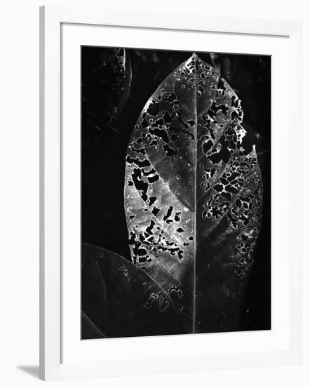 Leaf, Hawaii, c. 1985-Brett Weston-Framed Photographic Print