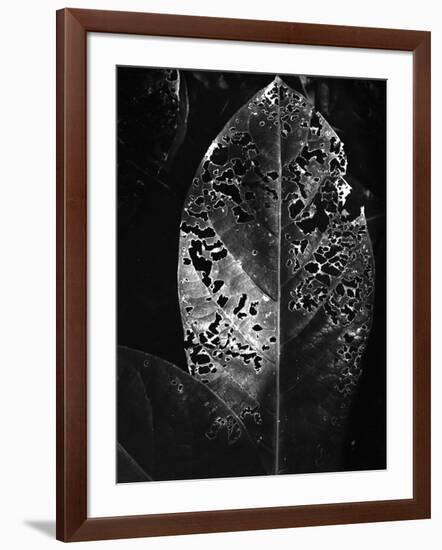 Leaf, Hawaii, c. 1985-Brett Weston-Framed Photographic Print