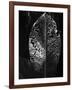 Leaf, Hawaii, c. 1985-Brett Weston-Framed Photographic Print