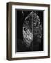 Leaf, Hawaii, c. 1985-Brett Weston-Framed Premium Photographic Print