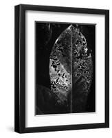 Leaf, Hawaii, c. 1985-Brett Weston-Framed Premium Photographic Print