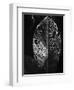 Leaf, Hawaii, c. 1985-Brett Weston-Framed Premium Photographic Print