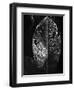 Leaf, Hawaii, c. 1985-Brett Weston-Framed Photographic Print