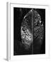 Leaf, Hawaii, c. 1985-Brett Weston-Framed Photographic Print