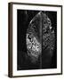 Leaf, Hawaii, c. 1985-Brett Weston-Framed Photographic Print