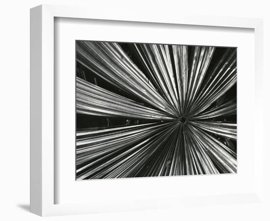 Leaf, Hawaii, c. 1985-Brett Weston-Framed Photographic Print