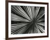 Leaf, Hawaii, c. 1985-Brett Weston-Framed Photographic Print