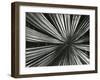 Leaf, Hawaii, c. 1985-Brett Weston-Framed Premium Photographic Print