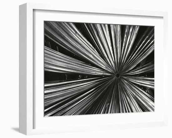 Leaf, Hawaii, c. 1985-Brett Weston-Framed Premium Photographic Print