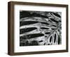 Leaf, Hawaii, c. 1985-Brett Weston-Framed Photographic Print