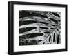 Leaf, Hawaii, c. 1985-Brett Weston-Framed Photographic Print