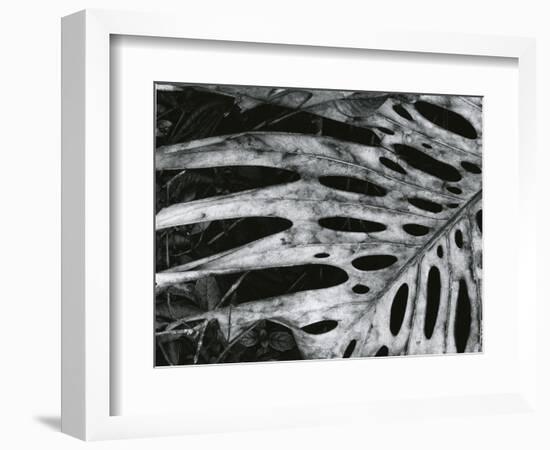 Leaf, Hawaii, c. 1985-Brett Weston-Framed Photographic Print