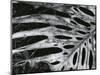 Leaf, Hawaii, c. 1985-Brett Weston-Mounted Photographic Print