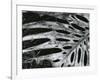 Leaf, Hawaii, c. 1985-Brett Weston-Framed Photographic Print