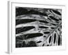 Leaf, Hawaii, c. 1985-Brett Weston-Framed Photographic Print