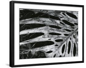 Leaf, Hawaii, c. 1985-Brett Weston-Framed Photographic Print