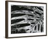 Leaf, Hawaii, c. 1985-Brett Weston-Framed Photographic Print