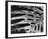 Leaf, Hawaii, c. 1985-Brett Weston-Framed Photographic Print