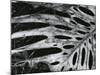 Leaf, Hawaii, c. 1985-Brett Weston-Mounted Photographic Print