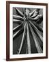 Leaf, Hilo, 1978-Brett Weston-Framed Photographic Print