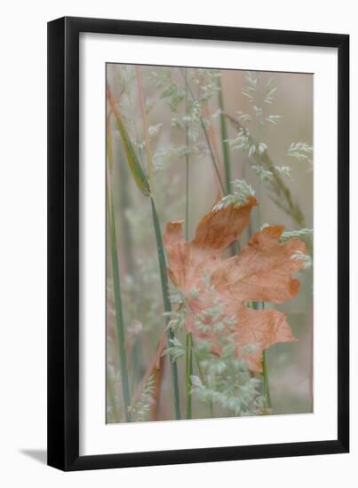 Leaf in Meadow II-Kathy Mahan-Framed Photographic Print