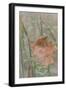 Leaf in Meadow II-Kathy Mahan-Framed Photographic Print