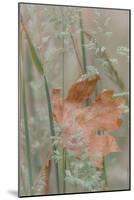 Leaf in Meadow II-Kathy Mahan-Mounted Photographic Print