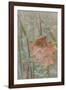 Leaf in Meadow II-Kathy Mahan-Framed Photographic Print