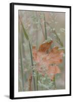 Leaf in Meadow II-Kathy Mahan-Framed Photographic Print