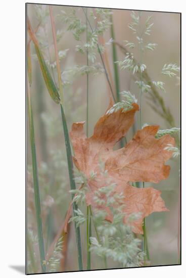 Leaf in Meadow II-Kathy Mahan-Mounted Photographic Print