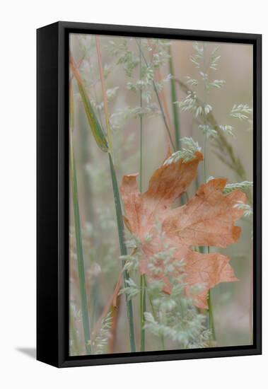 Leaf in Meadow II-Kathy Mahan-Framed Stretched Canvas