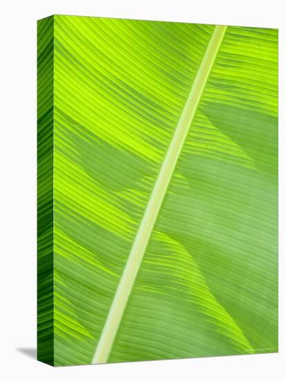 Leaf in Rainforset, Tortuguero National Park, Costa Rica-Robert Harding-Stretched Canvas