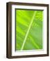 Leaf in Rainforset, Tortuguero National Park, Costa Rica-Robert Harding-Framed Photographic Print