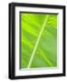 Leaf in Rainforset, Tortuguero National Park, Costa Rica-Robert Harding-Framed Photographic Print