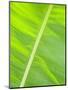 Leaf in Rainforset, Tortuguero National Park, Costa Rica-Robert Harding-Mounted Photographic Print